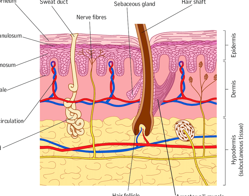 Structure-of-the-skin_1200x1200.png?v=1652300617